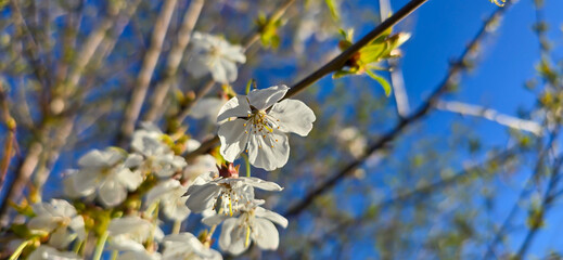 White flowers of bird cherry. Macro close-up. Copy space. Green foliage in the background.