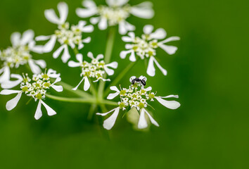 Cicuta, white beautiful flower, poisonous plant.ant bug - obrazy, fototapety, plakaty