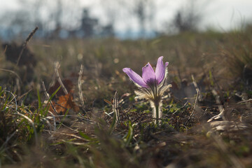 Beautiful purple spring flower in the meadow - Pulsatilla grandis.
