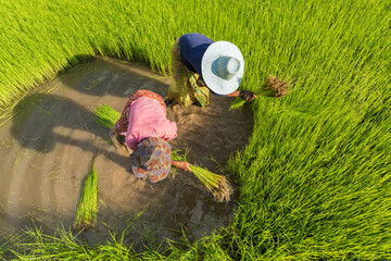 Two Asian woman rice farmer working and kick off the ground at green rice field in rainy...