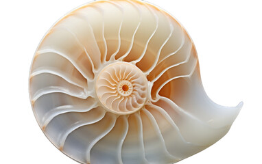 A mesmerizing nautish shell suspended in mid-air against a plain white background