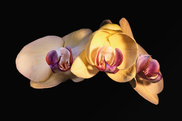 Highly detailed image of three phalaenopsis orchid flowers. Beautiful flower on a black background...