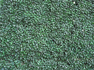 green synthetic hedge wall background - 772142204