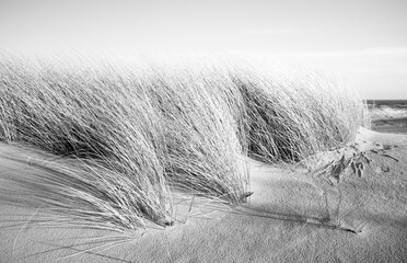 Plants on the wide dune in Leba, Baltic sea. Poland. Windy weather. - obrazy, fototapety, plakaty