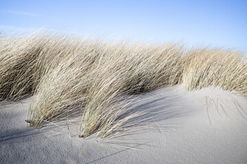 Plants on the wide dune in Leba, Baltic sea. Poland. Windy weather.