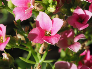 kalanchoe pink flower - 772142678