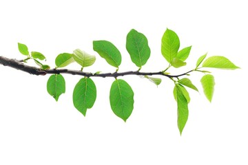 Leaf Tree. Green Leaf on Tree Branch Isolated for Nature and Environment Design