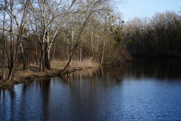 lake in the forest