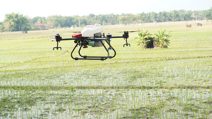 Modern technologies in agriculture. Selective focus image of agricultural drone use to spray pesticides in paddy field