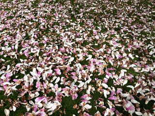 The pollen has fallen to the ground.