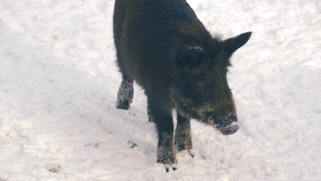 A wild boar, Sus scrofa, looking for food in a snow. European nature in winter. 