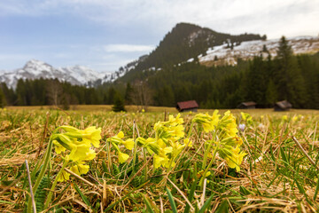 Allgäu - Frühling - Schlüsselblumen - Alpen - Bad Hindelang - Sonthofen
