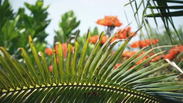 Close up palm leaves sway in the wind on a sunny summer day.  Beautiful tropical flowers In the background.
