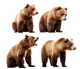 Large brown bears collection, cut out