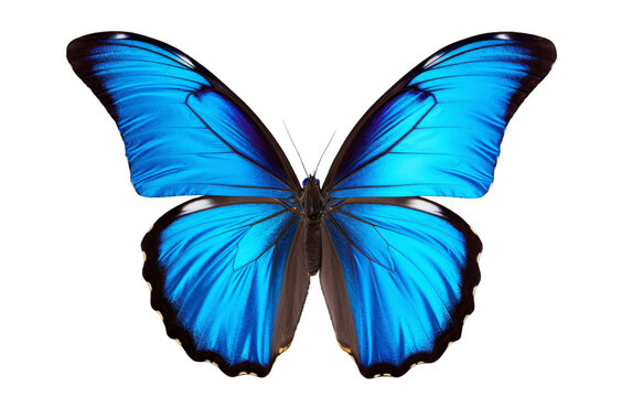 A vibrant blue butterfly with striking black wings gracefully flutters against a pristine white backdrop