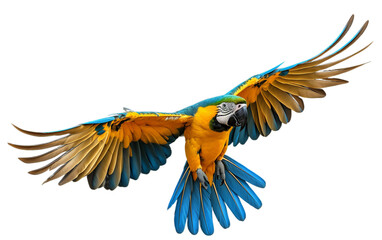 Fototapeta premium A vibrant blue and yellow parrot soars gracefully through the sky