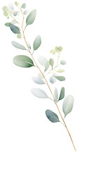 Eucalyptus Floral Border , watercolor, Floral Frame, isolated white background
