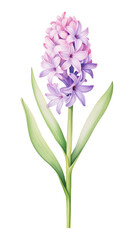Naklejka na ściany i meble Hyacinth Floral Border , watercolor, Floral Frame, isolated white background