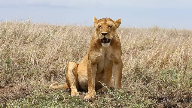 Lioness is sitting in the grass in the savannah. Tanzania. Serengeti National Park.