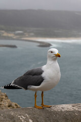 Fototapeta na wymiar Seagull posing for camera in the sea