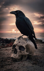 crow on a skull