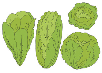 Lettuce set graphic color isolated sketch illustration vector