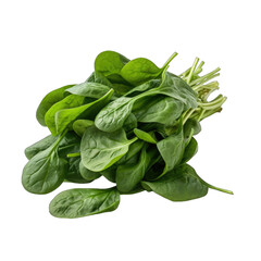 Bundle of fresh spinach