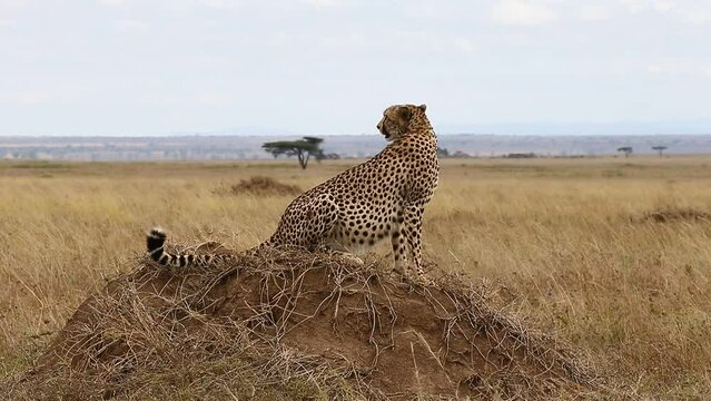 Cheetah is sitting on a low hill against the backdrop of the savannah. Tanzania. Serengeti National Park