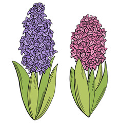 Hyacinth flower graphic color isolated sketch illustration vector