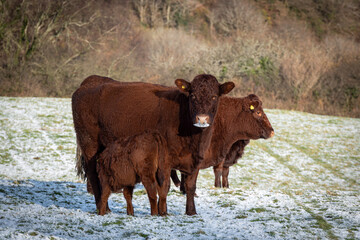 cows in the snow