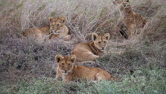 Lion cubs in the grass in the savannah. Tanzania. Serengeti National Park.