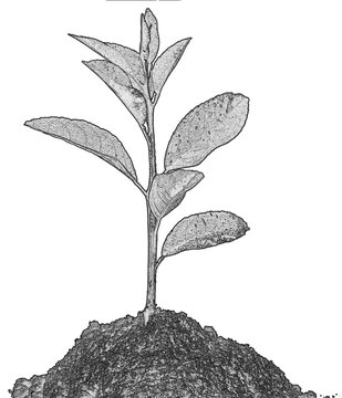 Plantule sur motte de terre