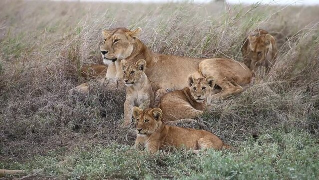 Lioness with cubs in the grass in the savannah. Tanzania. Serengeti National Park.