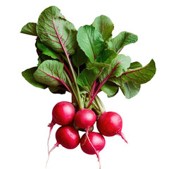 Fresh radishes, a natural food ingredient with green leaves, on a transparent background