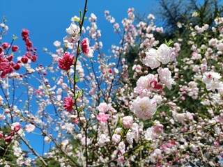 white, pink and red ume plum blossom in the garden