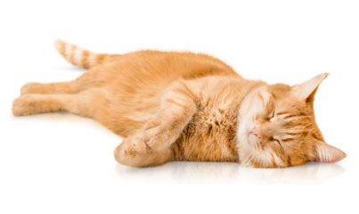 ginger cat sleeps lying on its side on an isolated white background
