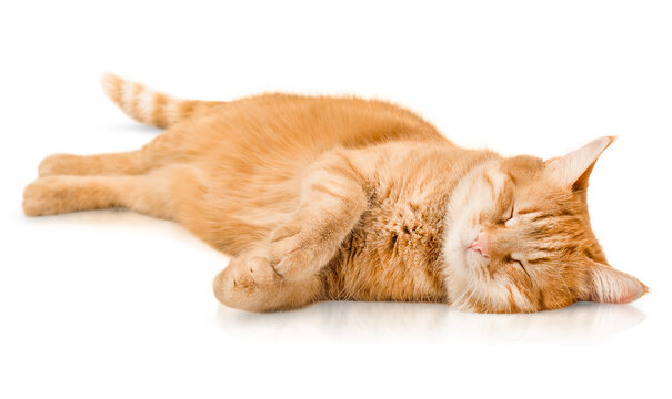ginger cat sleeps lying on its side on an isolated white background