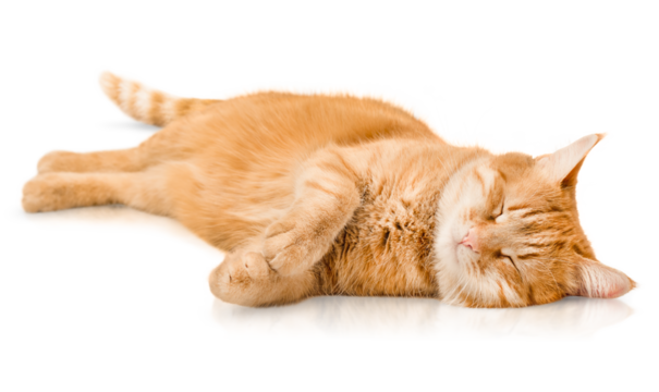 ginger cat sleeps lying on its side on an isolated white background
