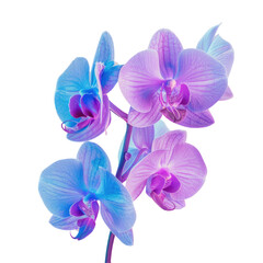 Vibrant blue and purple moth orchids on transparent background