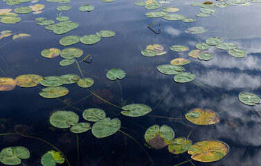 Leaves of water lilies on the lake.
