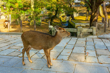 Cute nara deer in Nara Park, Japan. 