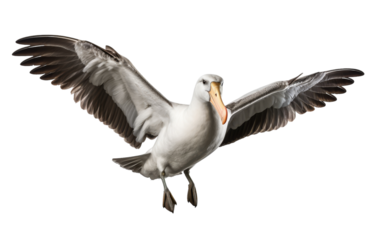 A seagull gracefully flies through the air, wings outstretched in a majestic display of freedom and agility