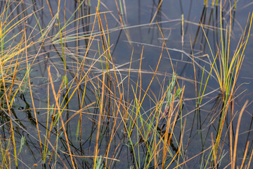 Beautiful landscape of sedge grass in a swamp.