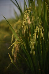 rice farm going to harvest in Nha Trang, Viet Nam.