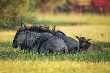 Wildebeest in the wild