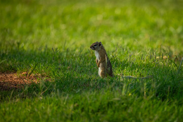 Squirrel on the grass