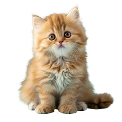 Obraz premium Fluffy orange Felidae on transparent background, electric blue eyes meet camera