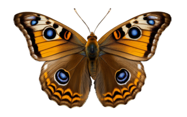 A brown butterfly with striking blue eyes, gracefully perched on a serene white background