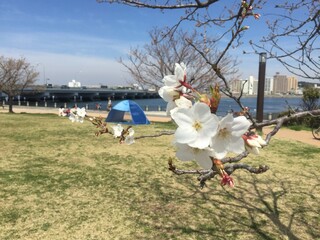 江ノ島と桜前線