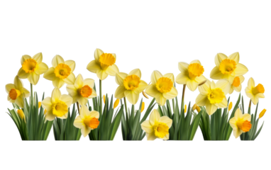 Lined up in perfect harmony, a group of yellow daffodils bloom gracefully in the sunlight